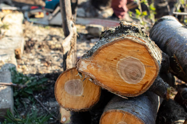 How Our Tree Care Process Works  in  State Line, PA