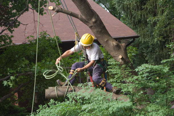 Professional Tree Care in State Line, PA